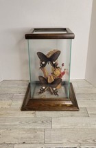 Butterfly Taxidermy Wood Glass Box Display Byasa Polyeuctes Windmill Flowers  - £38.15 GBP