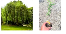 ( 1 ) - Golden Curls Corkscrew Weeping Willow - Starter Plant ( 1 plant ) - £24.37 GBP