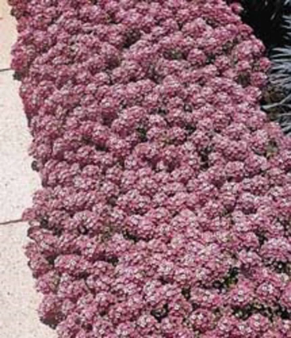 Fresh New 1000 Pink Alyssum Rosie O Day Lobularia Maritima Flower Seeds - £11.15 GBP