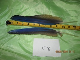 2 MACAW FEATHER Blue And Gold Macaw Naturally Molted 12 1/2 Inches Long - £20.08 GBP