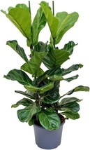 VP Ficus Audrey - Live Plant In A 10 Inch Pot - Ficus Benghalensis - £177.51 GBP