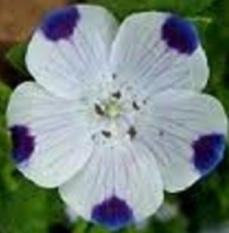 50 Pc Seeds Five Spot Nemophila Flower, Nemophila Seeds for Planting | RK - £11.57 GBP