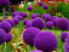 200 Seeds Giant Allium Giganteum Purple Color Big Ball Blooms - $12.52