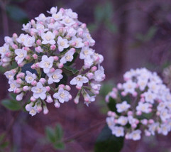 2 Koreanspice Viburnum Shrubs Arrowwood 6-8 Inch Tall 3 Inch Pots Viburn... - £75.88 GBP