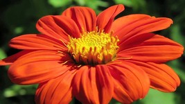 Mexican Sunflower 150 Seeds Orange Tithonia, Daisy-Like Bloom - £5.50 GBP