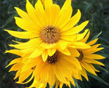 100 Seeds Maximilian Sunflower Seeds Perennial Heirloom Non Gmo 7&#39;  Seed... - $8.99