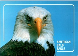 American Bald Eagle Anchorage Alaska Postcard - £3.46 GBP
