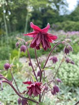 25 Aquilegia Vulgaris Ruby Port Seeds Perennial Flower Columbine - £14.12 GBP