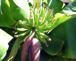 Musa Dwarf Cavendish Live Banana Tree Small Starter Plant Ships Bare Root - £25.71 GBP