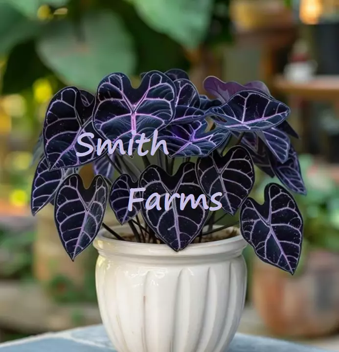 25 Seeds Black Purple Caladium Flowers Color Floral Fresh Seeds USA Seller - $12.25