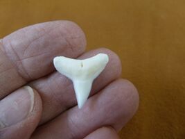 s930-103 Modern BULL SHARK lower 3/4" t**th wired pendant necklace sharks - $10.99