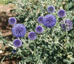 Globe Thistle  100 Seeds  Echinops ritro - $71.24 MXN
