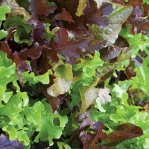 Gourmet Lettuce Mix Organic Seeds Usa Seller Garden - £4.61 GBP