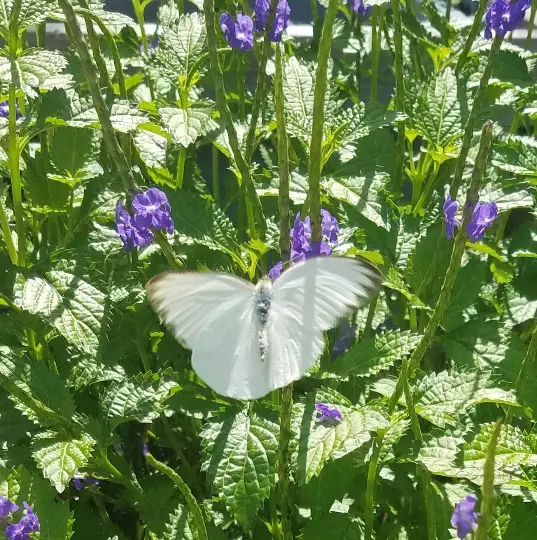 Butterfly Bush Porter Weed Stachytarpheta Verbena Blue Purple - Starter ... - $17.00