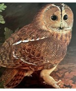 Tawny Owl Art Print Color Plate Birds Of Prey Vintage Nature 1979 DWT11A - €30,16 EUR
