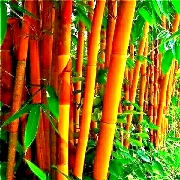 10 Golden Groove Bamboo Seeds Phyllostachys Aureosulcata F Aureocaulis F... - $13.25
