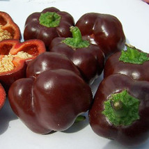 Chocolate Beauty Sweet Pepper Seeds Bulk 100 Count Pkt Sweetest Pepper B... - £20.47 GBP