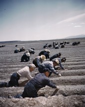 Japanese-American internees farming at Tule Lake Relocation Center Photo... - £6.93 GBP+