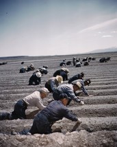 Japanese-American internees farming at Tule Lake Relocation Center Photo... - £7.01 GBP+