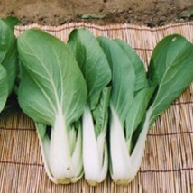 USA Seller Hakusai Osaka Shirona Lose Head Seeds Napa Cabbage Pakkaat Khoaa Plee - $15.58