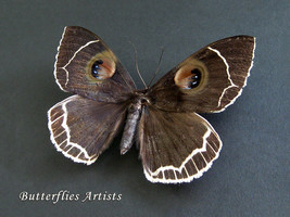 Rare Oriental Purple Owl Moth Erebus Albicinctus Framed Entomology Shadowbox - $182.99