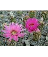 FMG Echinocereus Reichenbachii Perbellus Hardy Hedgehog Cactus Seeds Fas... - $293.79 MXN