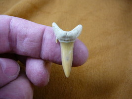 (s315-303) 1-1/4&quot; Fossil Sand Shark Tooth teeth Togo Africa RARE - £24.65 GBP