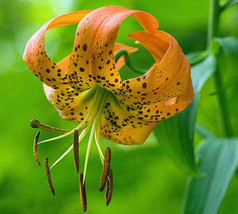 KKG Lilium Superbum Turk&#39;S Cap American Tiger Or Swamp Lily 10 Seeds Pla... - $21.68