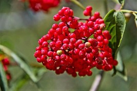 100 Red Elderberry Sambucus Racemosa Mountain Elder Tree Shrub Fruit Berry Seeds - $15.20