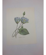 P J Redoute Beautiful Flowers Nymphae Botanical Art Print Book Plate 86 - $16.62 CAD