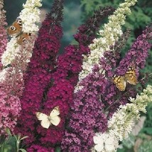 25 Butterfly Bush Mix Butterfly &amp; Hummingbird Magnet Perennial Mix Pelleted Flow - $16.85