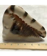 Large Conch Shell Queens Helmet Natural Caribbean Island Atlantic Ocean ... - $51.15 CAD