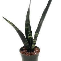 Black Coral Snake Plant Sansevieria Almost Impossible To Kill 4 inch  Pot USA Fa - £33.98 GBP