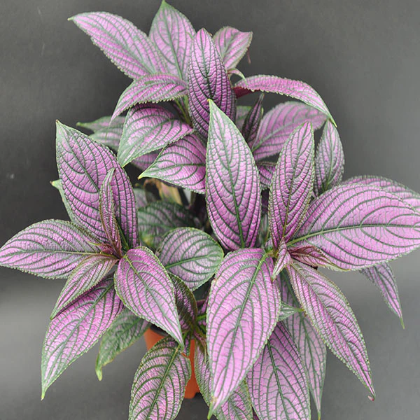 LWS Strobilanthes Dyerianus Exotica 3.5 Until 4 Fast Shipping - $25.00