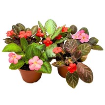 Harmony&#39;s Flame Violets Colorful Episcia Grower&#39;s Choice Mix 4 inch Set ... - £43.89 GBP