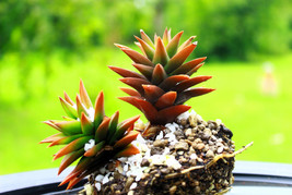 50 Rock Pine Orostachys Japonica Multicolored Succulent Flower Houseplant Seeds  - £6.45 GBP