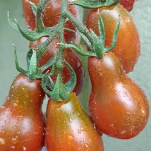 USA Seller Chocolate Pear Tomato Seeds Organic - $3.96