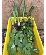 20pc KOI POND COMBO Creeping Jenny Iris Water Lettuce Hyacinth Floating ... - €55,19 EUR