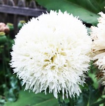 Poppy WHITE CLOUD Peony Double Blooms Breadseed Poppy Huge Blooms 300 Se... - £6.51 GBP