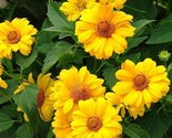 Sale 50 Seeds Summer Sun Sundrops Yellow Heliopsis Scabra False Sunflowe... - $9.90