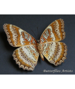 Red Lacewing Cethosia Biblis Real Butterfly Framed Entomology Shadowbox - $972.05 MXN