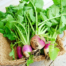 AD Turnip Purple Top White 200 Seeds Globe Non Gmo Heirloom Vegetable Sp... - $13.26