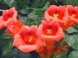 40 Orange Trumpet Vine Seeds Campsis Radicans - $10.00