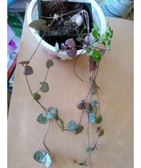 Ceropegia Woodii - String Of Hearts, live plant, houseplant - €8,58 EUR