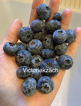 Blueberry Fruit Homegrown Organic Edible Garden Non GMO Bulk Seeds - $168.00 MXN