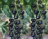 10 European Black Cherry Tomato Seeds Sweet HeirloomNon Gmo RareFresh Fa... - $8.99