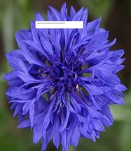 Cornflower Bachelor Button Blue Dwarf - Flower Seeds - BOGO - £0.78 GBP