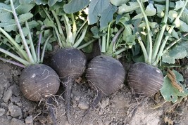 Radish Black Spanish Round White Inside Giant 3 4 Inch Across 320 Seeds ... - $8.48