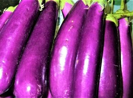 100 Seeds Long Purple Eggplant Heirloom Seeds Instant Bloom Beauty - £6.84 GBP