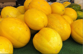 ArfanJaya Melon Spanish Melon Canary 15 Specialty Seeds Heirloom Non-Gmo Op - £6.49 GBP
